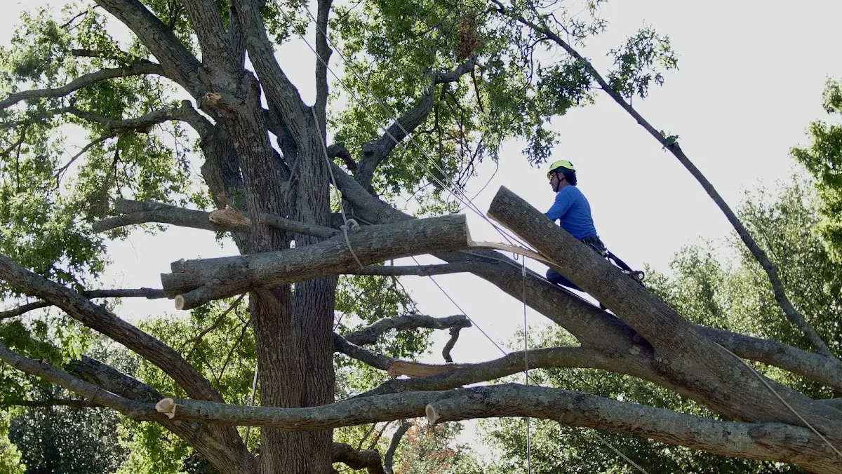 Professional Crown Thinning performed by certified arborists in Theresa