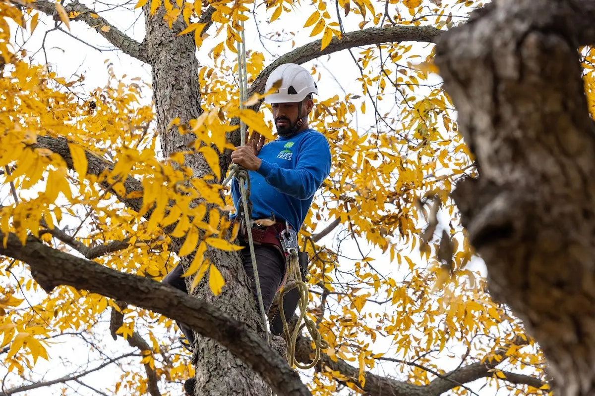 Skilled Tree Transplanting crew working in Theresa