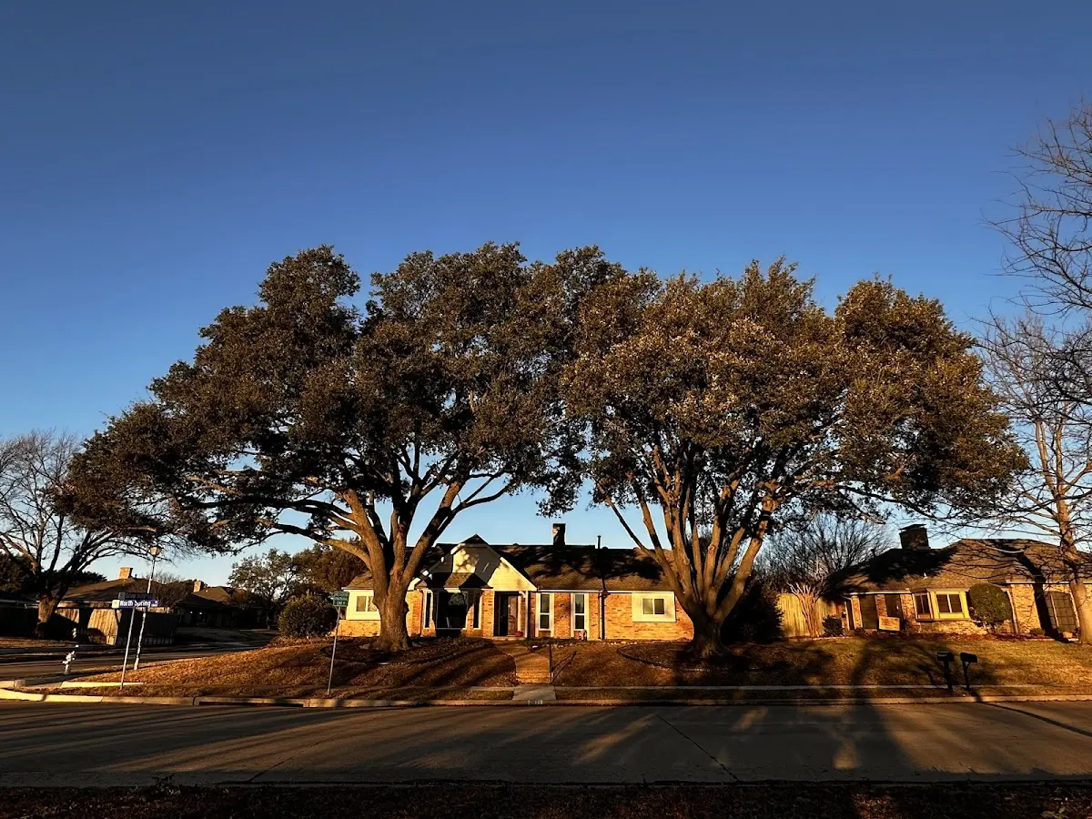 Established residential canopy tree shading a home in Theresa